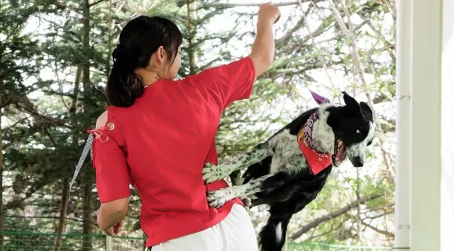 愛犬家必見！わんちゃんと楽しむ1日「FUJI-Qわんわんフェス」富士急ハイランドにて10/19(日)開催！ハロウィン仮装コンテスト＆華麗なドッグショーも！富士急行