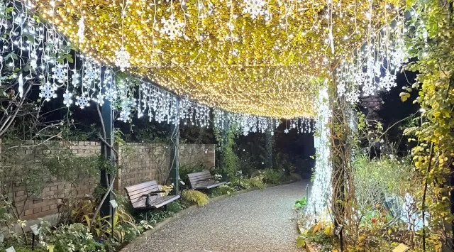 「練馬区立 四季の香ローズガーデン」ガーデンイルミネーション開催／温かな光で冬のローズガーデンを包み込む　2025年12月1日（月）～12月25日（木）入園無料　第一園芸株式会社