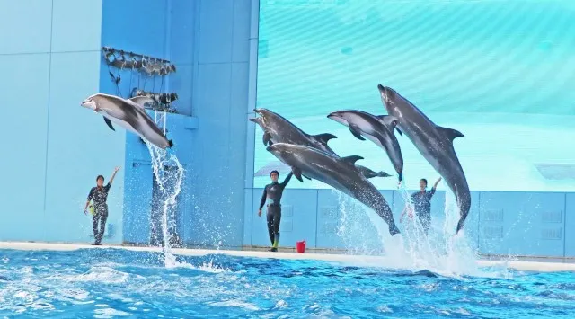 【横浜・八景島シーパラダイス】クリスマスシーズンにぴったり！シーパラならではのイルミネーションを毎夜お届け！『SEAPARADISE Christmas』株式会社 横浜八景島