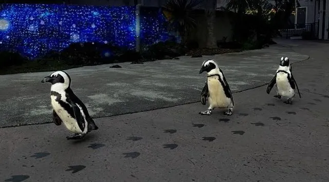 【横浜・八景島シーパラダイス】クリスマスシーズンにぴったり！シーパラならではのイルミネーションを毎夜お届け！『SEAPARADISE Christmas』株式会社 横浜八景島