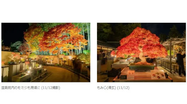 幻想的な夜の日本庭園が見頃【国営昭和記念公園】紅葉が見頃となり、ライトアップでより一層幻想的な風景に。一般財団法人 公園財団　Parks Japan.F