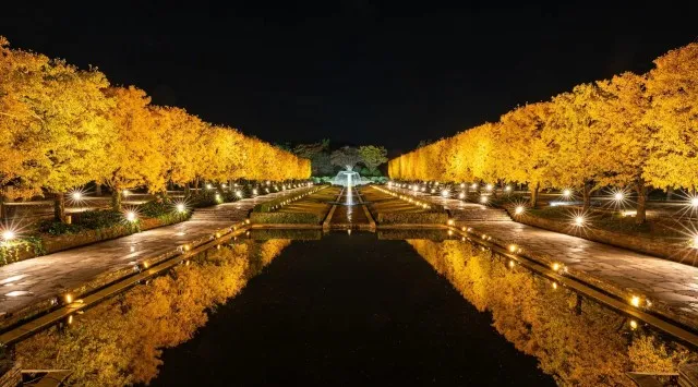 幻想的な夜の日本庭園が見頃【国営昭和記念公園】紅葉が見頃となり、ライトアップでより一層幻想的な風景に。一般財団法人 公園財団　Parks Japan.F