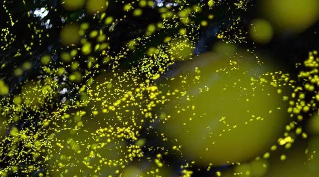 【西表島ホテル】春の夜しか見られない、ホタルが織りなす森のイルミネーションに没入する「ヤエヤマヒメボタル観賞プライベートツアー」1日1組限定で開催 星野リゾート