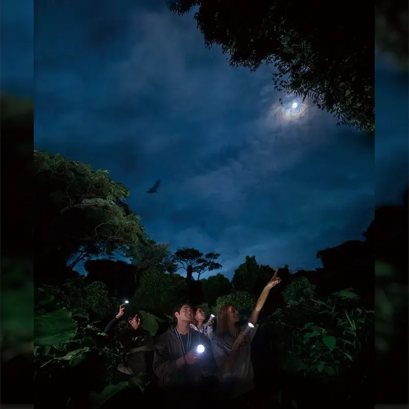 【自然が灯す光に気づく夜】沖縄本島南部、本物のジャングルから見上げる冬の夜空！【閉園後のテーマパーク内のジャングルを歩こう！】那覇から車で約30分。南都グループ