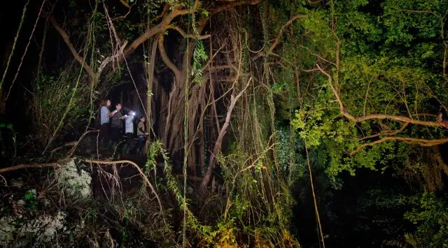 【自然が灯す光に気づく夜】沖縄本島南部、本物のジャングルから見上げる冬の夜空！【閉園後のテーマパーク内のジャングルを歩こう！】那覇から車で約30分。南都グループ