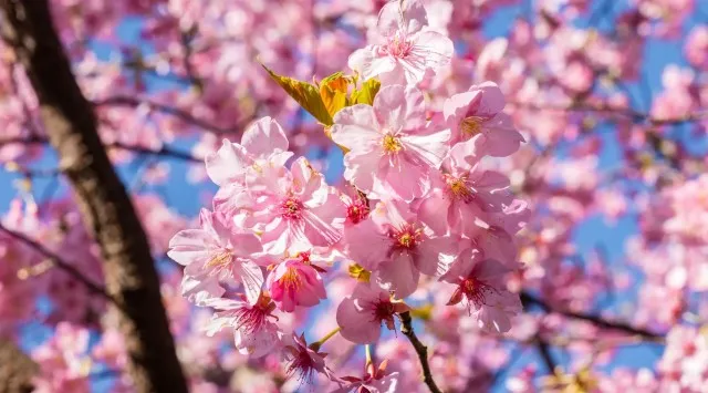 熱海で桜が続々と開花中！園内が桜色に染まる期間限定イベント「ACAO FOREST -桜咲くピンクフェスタ-」2026年1月13日（火）より開催！ACAO SPA & RESORT株式会社