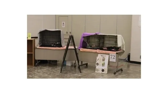 【屋内・入場無料】譲渡会×防災×体験で“共生の街づくり”へ「わんにゃんスマイルフェス2026・春 in 横浜」4/19（日）開催　犬猫譲渡会／ペット防災ワークショップ／しつけゲーム／体験ブース　ほか