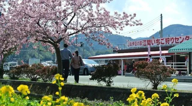 【JAF静岡】「お花見スイーツウォーキングinいずのくに」を開催します　お花見とスイーツを楽しめるウォーキングイベント　一般社団法人　日本自動車連盟