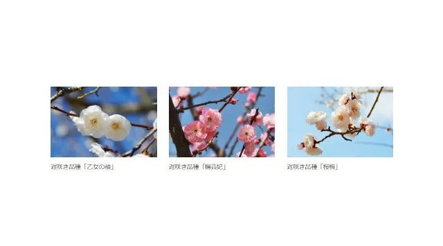【入園無料】例年よりも早い「梅」の開花！関東最多級の名所・約300品種500本「梅まつり」2026年1月24日（土）より開催（小田原フラワーガーデン）西武造園株式会社