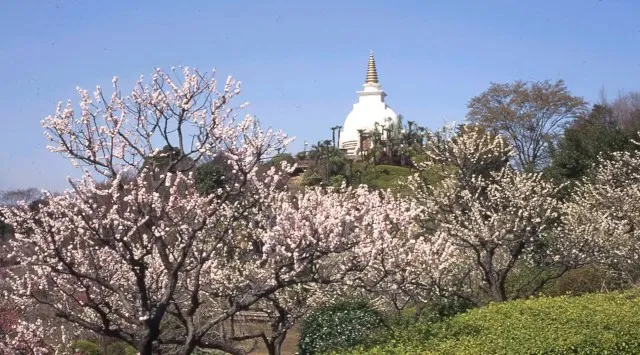 稲城市・川崎市・東京都多摩市・調布市在住の65歳以上はHANA・BIYORI入園料＆花景の湯入館料がお得に！「梅まつり 2026」開催　株式会社よみうりランド