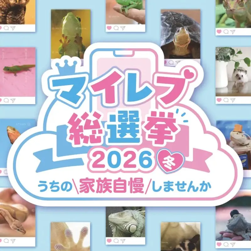 うま神社にマイレプ総選挙、駅弁販売まで！関西最大級の爬虫類イベント「レプタイルズフィーバー」に新企画盛りだくさん！大人気生物ライター平坂寛氏のステージも！テレビ大阪株式会社