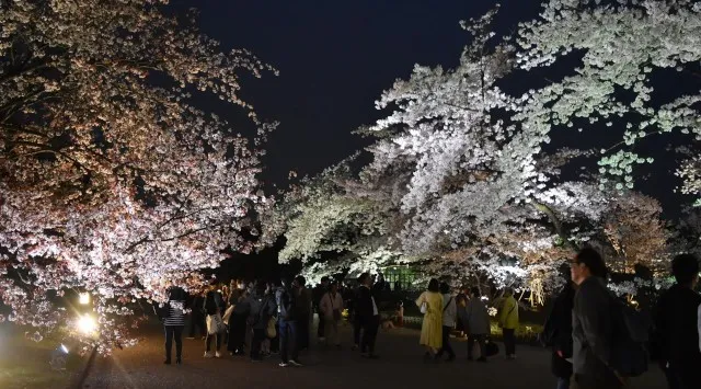 LIGHT CYCLES KYOTO（ライトサイクル京都）桜の季節を先取りする「春待ちのイルミネーション」を2月13日よりスタート　京都府立植物園アートナイトウォーク実行委員会