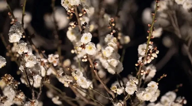 【東京・大田区】～池上梅園で春の香りを楽しみませんか～期間限定でライトアップします！昨年のライトアップ池上梅園では夜間の梅の花も多くの方にご鑑賞していただくために期間限定で園内のライトアップを実施