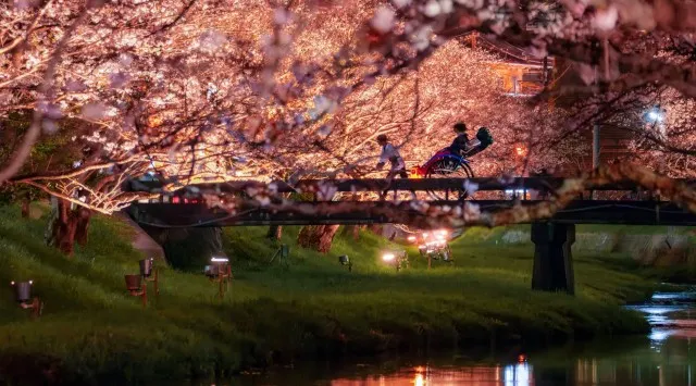 【界 玉造】温泉街に咲く約400本の桜並木を愛でる「桜舞うたまゆら滞在」今年も開催～今年は「夜桜人力車」乗車後に、川沿いの桜並木を独り占めする「夜桜日本酒BAR」が新登場～星野リゾート