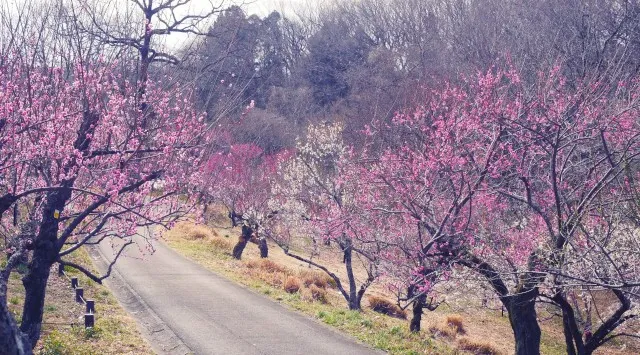 ウメ見頃を迎えました（国営武蔵丘陵森林公園）馥郁(ふくいく)たるウメの香りに春を感じる　一般財団法人 公園財団