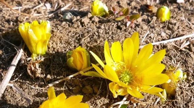 ウメ見頃を迎えました（国営武蔵丘陵森林公園）馥郁(ふくいく)たるウメの香りに春を感じる　一般財団法人 公園財団