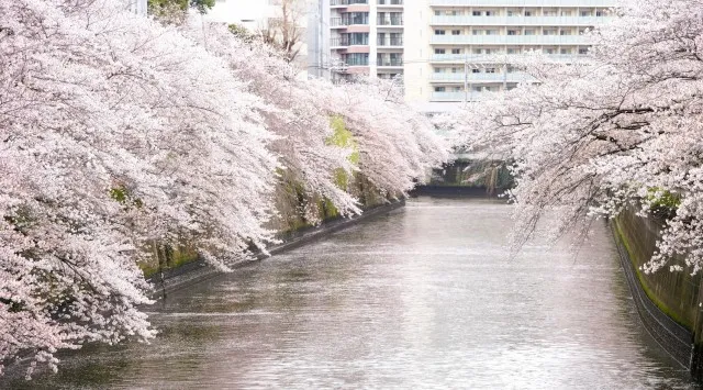 【人気№１】ただいま販売中！毎年2万人が乗船する人気クルーズ「桜の名所、目黒川お花見クルーズ」 3月20日～4月16日開催 株式会社ジール