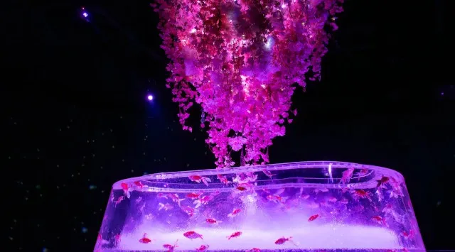 アートアクアリウム美術館 GINZA 春の企画展2月27日開幕 ～喧騒忘れて、幻想へ～ めっちゃ桜2026 2月27日～4月22日まで、期間限定開催 アートアクアリウム製作委員会