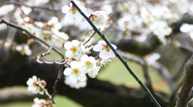 約700本の梅が咲き誇る！近江の里山で春の訪れを満喫「花の宴 梅まつり2026」開催 叶 匠壽庵 寿長生の郷にて2/28（土）より始まります　株式会社　叶 匠寿庵