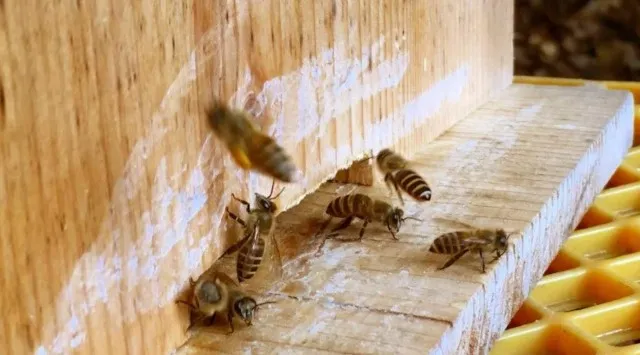 約700本の梅が咲き誇る！近江の里山で春の訪れを満喫「花の宴 梅まつり2026」開催 叶 匠壽庵 寿長生の郷にて2/28（土）より始まります　株式会社　叶 匠寿庵