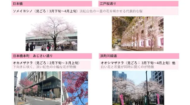 春風に誘われて“巡る”日本橋。桜とスイーツで彩る　SAKURA FES NIHONBASHI 2026 開催　日程： 2026年3月18日(水)～4月5日(日)　三井不動産株式会社