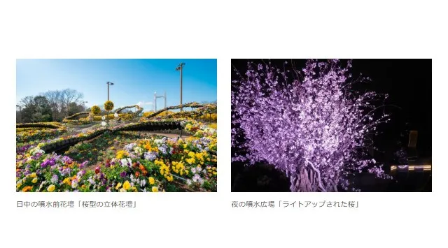 【東京・木場公園】咲き誇る桜と光り輝く立体花壇。高さ3.5m「角材の常夜灯」が誘う早春の花のイルミネーション。地域の園児も花植えに参加、日中も夜も美しい「光と花の17日間」が開始！株式会社日比谷花壇