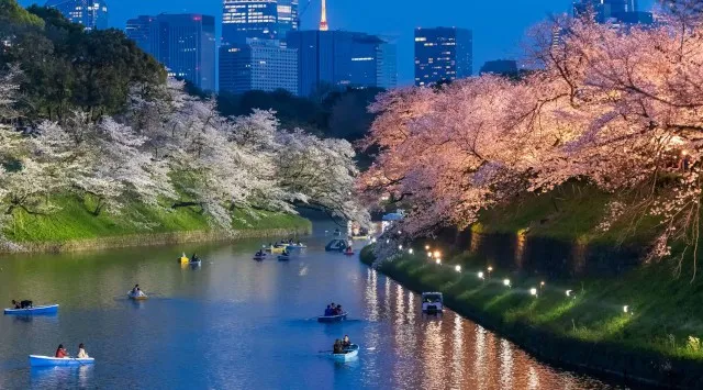皇居千鳥ヶ淵 夜桜ライトアップ2026開催決定！春の千代田を楽しむ「千代田のさくらまつり」は3/5～4/22　一般社団法人千代田区観光協会
