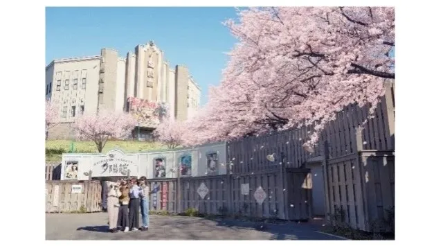 【西武園ゆうえんち】桜をイメージした紙吹雪が舞う「ブギウギ祭　桜吹雪フェス」約５００本の桜が園内をピンク色に染め上げる！期間限定！抹茶を使った春を感じるお食事が楽しめる！『西武園ゆうえんちの春』