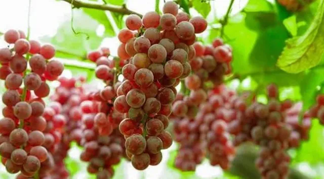 南陽市のワイナリーが一堂に集まる！南陽ワインフェス2026が開催　ワインと音楽で特別な時間を。来場者にはオリジナル「フェスタオル」もプレゼント！南陽市役所