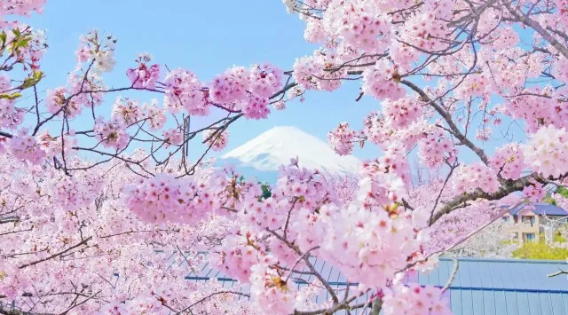 きらめく春、はじまる！5,000本の桜が咲き誇る御殿場高原 時之栖で春を感じるSpring Festival 2026開催！株式会社時之栖