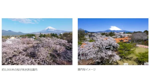 きらめく春、はじまる！5,000本の桜が咲き誇る御殿場高原 時之栖で春を感じるSpring Festival 2026開催！株式会社時之栖