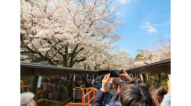 【2026年お花見トレンド】インバウンド混雑を回避！ベルトラ、場所取り不要の「アクティビティ×お花見」厳選ツアーを提案　ベルトラ株式会社