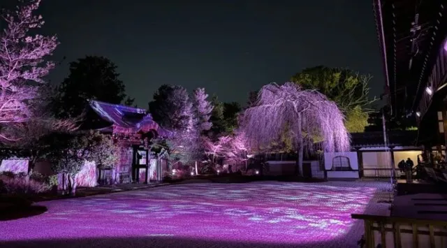 【2026年お花見トレンド】インバウンド混雑を回避！ベルトラ、場所取り不要の「アクティビティ×お花見」厳選ツアーを提案　ベルトラ株式会社