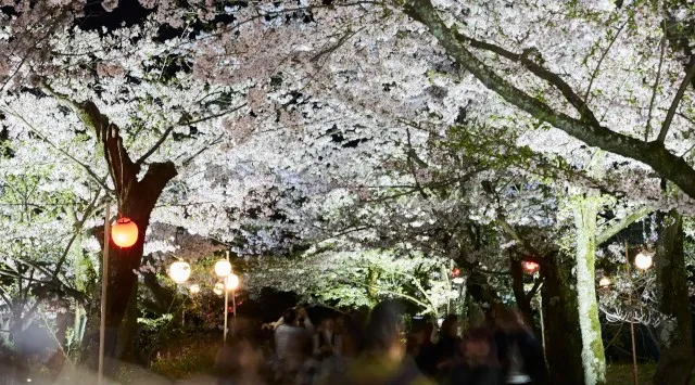名園の夜は桜が主役になる10日間・宵闇に浮かび上がる夜桜「特別名勝 栗林公園 春のライトアップ」開催期間：2026年3月27日（金）〜4月5日（日）～あわせて巡りたい、香川県内の桜名所もご紹介～