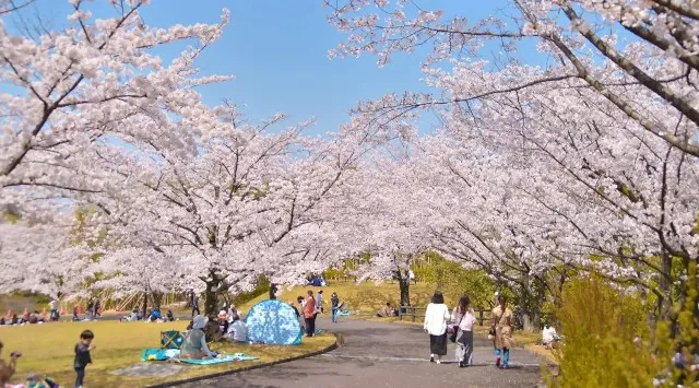 名園の夜は桜が主役になる10日間・宵闇に浮かび上がる夜桜「特別名勝 栗林公園 春のライトアップ」開催期間：2026年3月27日（金）〜4月5日（日）～あわせて巡りたい、香川県内の桜名所もご紹介～