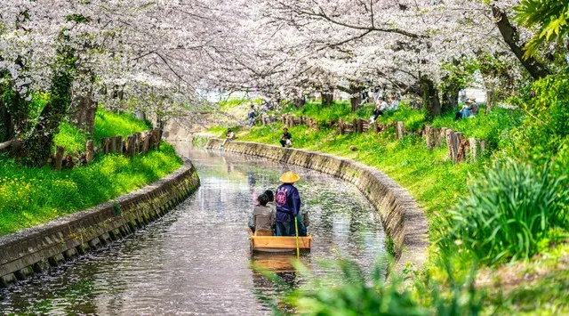 【小江戸川越】3/28 春まつり開幕。桜咲く一番街が江戸に染まる1日と、至福の「足湯喫茶」体験　【池袋から最短30分】忍者も登場する小江戸川越で、春まつり開幕。株式会社アミナコレクション