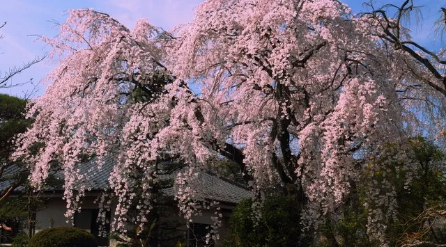 【小江戸川越】3/28 春まつり開幕。桜咲く一番街が江戸に染まる1日と、至福の「足湯喫茶」体験　【池袋から最短30分】忍者も登場する小江戸川越で、春まつり開幕。株式会社アミナコレクション