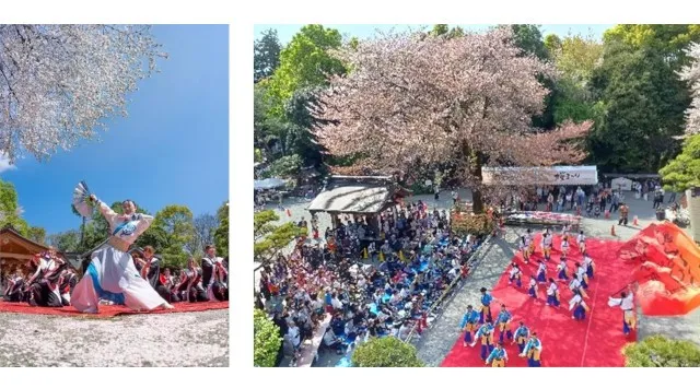 神奈川県一、約6.2km 700本の桜並木「はだの桜みち」と境内の巨大な名物ソメイヨシノ「良縁桜」が満開でお出迎え！出雲大社相模分祠「南はだの村 桜まつり」3月21日(土)より開催 宗教法人出雲大社相