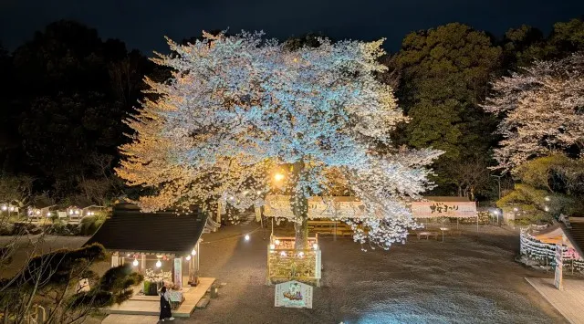 神奈川県一、約6.2km 700本の桜並木「はだの桜みち」と境内の巨大な名物ソメイヨシノ「良縁桜」が満開でお出迎え！出雲大社相模分祠「南はだの村 桜まつり」3月21日(土)より開催 宗教法人出雲大社相