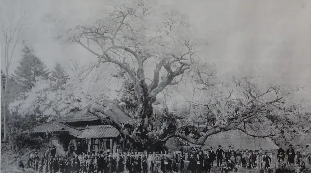 日本三大桜『山高神代桜』オンライン花見を3月27日開催決定。桜ドローンプロジェクトYouTube公式チャンネルでドローンライブ配信　株式会社ドローンエンタテインメント