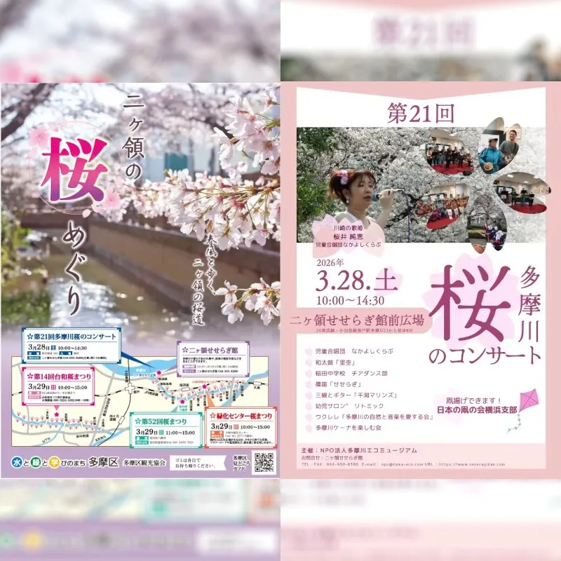 今年の桜前線の到来が目前に！都心からもアクセス良好・圧巻の桜が楽しめる川崎市多摩区の桜の名所　春風と歩く桜道。自然の豊かさを感じられる多摩区の春　川崎市 多摩区