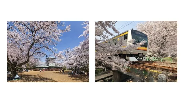 今年の桜前線の到来が目前に！都心からもアクセス良好・圧巻の桜が楽しめる川崎市多摩区の桜の名所　春風と歩く桜道。自然の豊かさを感じられる多摩区の春　川崎市 多摩区