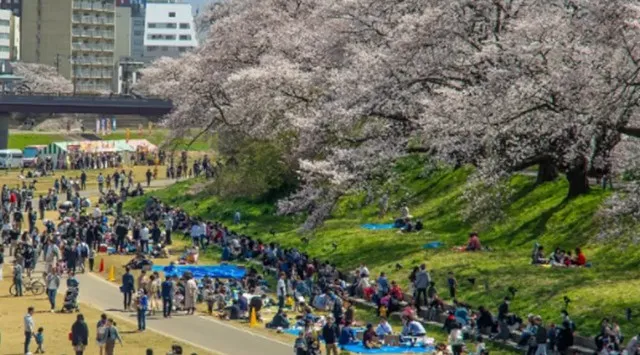 日本最大級！2.2kmのピンクの雲海！「第41回ふくい桜まつり」　　3月21日開幕！株式会社テレビ東京ダイレクト