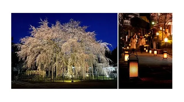 日本最大級！2.2kmのピンクの雲海！「第41回ふくい桜まつり」　　3月21日開幕！株式会社テレビ東京ダイレクト