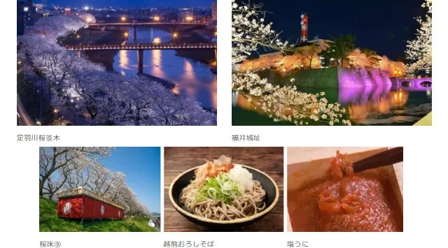 日本最大級！2.2kmのピンクの雲海！「第41回ふくい桜まつり」　　3月21日開幕！株式会社テレビ東京ダイレクト