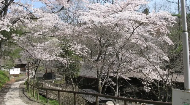 秋保木の家ロッジ村、春限定「お花見BBQプラン」提供開始 最大4.5時間飲み放題＆食材・火おこし道具付き。3/27～4/23、公式サイトにて受付