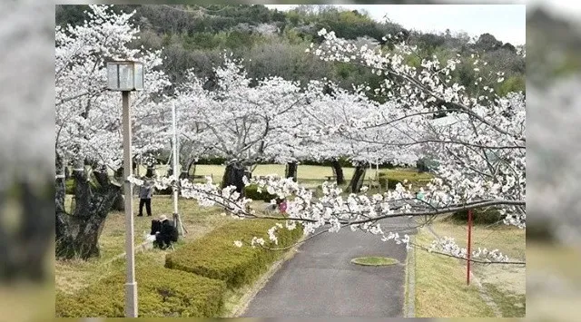 昼と夜で異なる桜の風情が楽しめる「摂津峡さくら祭り」が高槻市で開催　約3000本の桜が咲き誇る摂津峡で　高槻市