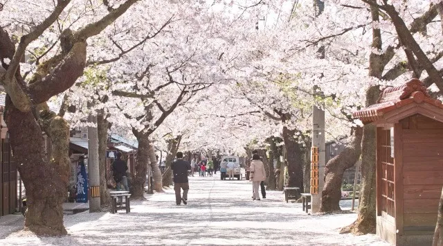 休暇村蒜山高原では、宿泊者限定で桜の名所にご案内するサービスを4月1日より開始します　～新庄村がいせん桜や茅部神社の桜並木をお楽しみください～ 自然にときめくリゾート 休暇村