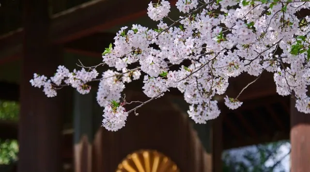 【桜咲く靖國神社】お花見は東京・九段の靖國神社へ。この春は桜咲く靖國神社へ。夜桜詣や奉納行事などこの時期だけの催し物をご紹介　靖國神社