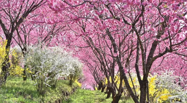 群馬の山間に現れる“現代の桃源郷”。1,000本の花桃が丘をピンクに染め上げる「花桃の丘まつり」開催　中之条ガーデンズ
